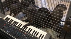 Malí Mozarti? Pozrite si vydry, ktoré hrajú na klávesoch