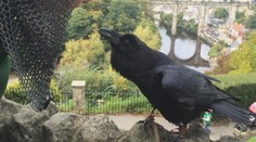 Lak na aute môžu poškrabať aj vtáky. Pýtali sme sa poisťovní, či tieto škody preplácajú