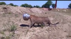 Záchranná akcia vysileného leoparda. Hlavou uviazol v hrnci