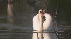 Nájdete tu chránené živočíchy, ktorých je na Slovensku len pár. Pozreli sme sa, čo ohrozuje ich životné prostredie