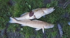 V Banskobystrickom kraji hlásia už druhý masívny úhyn rýb v krátkom čase!