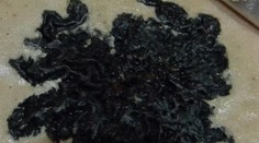 Paštéta s príchuťou plesne. Čitateľke sa z nej zdvihol žalúdok