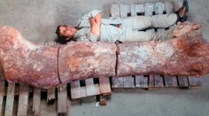 Vedci objavili nového dinosaura. Väčší po tejto Zemi ešte nekráčal