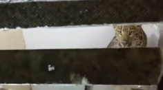 Manželia sa zobudili v hotelovej izbe a neboli tam sami. Vydesil ich leopard