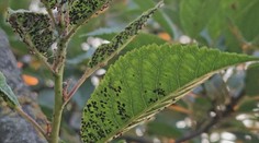 Tento rok je v záhradách extrémne veľa vošiek. Čo robiť, aby nám nezničili stromy?