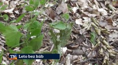 Leto bez húb