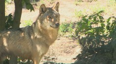 Ďalší útok vlkov na severovýchode Slovenska. Farmárovi roztrhali hovädzí dobytok