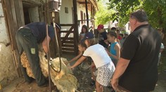 Deti pasú husi, strihajú ovce a žijú bez obrazoviek. Netradičný letný tábor na juhu Slovenska