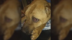 Psy bezcitne vyhodili na smetisko: Slzy na krajíčku mali aj skúsené ochranárky