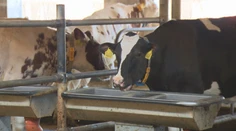 Horúčavy môžu znižovať množstvo a kvalitu mlieka. Chovatelia preto ochladzujú kravíny