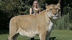 Najväčšia mačkovitá šelma na svete je väčšia ako kôň