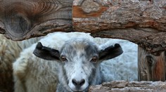 Rodiny brancov na Sibíri odmeňujú bizarnými darmi. Časti výstroja si však musia kupovať sami