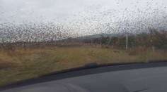 Vinohradníci môžu strieľať škorce, ktoré im napádajú úrodu. Má to však svoje pravidlá