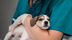 Nádcha, či kašeľ u zvierat: Čo robiť, ak ochorie váš štvornohý miláčik?