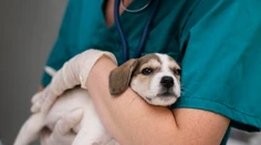Nádcha, či kašeľ u zvierat: Čo robiť, ak ochorie váš štvornohý miláčik?