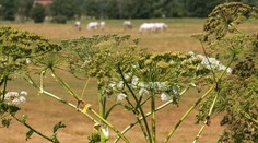 Rastlina, ktorá na tele dokáže spôsobiť poriadne nepríjemné popáleniny. Pri prechádzkach prírodou si na ňu dajte pozor