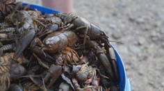 Envirokatastrofa na Považí. Ochranári našli v rieke tisíce uhynutých rakov