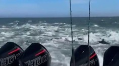 VIDEO: V zajatí stoviek predátorov. Rybárska loď sa ocitla uprostred žraločej hostiny