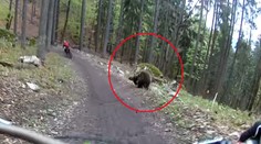 Dvoch cyklistov naháňal v Malinô Brdo medveď. Všetko zachytila kamera