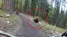 Dvoch cyklistov naháňal v Malinô Brdo medveď. Všetko zachytila kamera