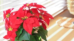 Vianočná ruža vie zdobiť celé sviatky, no ľahko zahynie. Záhradník radí, ako sa o ňu správne starať