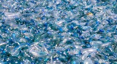 Uhádnete, čo je na obrázku? Stačí jeden dotyk a môže to skončiť fatálne