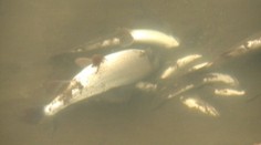 Obrovský úhyn rýb pod Tatrami spôsobil kyanid