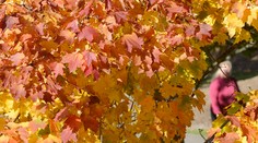 Večné susedské spory: Čo robiť, keď listy opadávajú za plot?