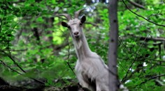 Kamzík či koza? Pri pohľade na naše video si nebudete celkom istí
