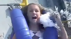 VIDEO: Jazda na horskej dráhe priniesla nečakaný moment. Dievča (13) dostalo „facku“ od čajky