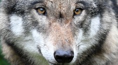 Vlci sú u nás démonizovaní, ale na človeka by len tak nezaútočili