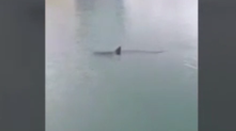 Turisti v šoku. Veľký žralok v obľúbenej španielskej destinácii