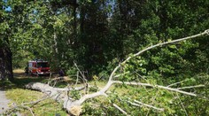 Až po smrti 14-ročného Patrika spília stromy v Nitre. Kto za jeho smrť nesie zodpovednosť?