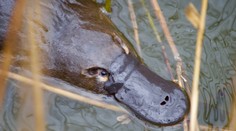 VIDEO: Už len na chvíľu ich zazrieť je veľká rarita. Žena nakrútila zúrivú bitku medzi vtákopyskmi