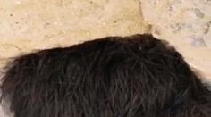 Na rohu jaskyne ich upútalo chlpaté čudo: Čo sa udialo potom, určite nečakali