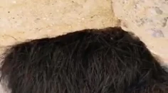 Na rohu jaskyne ich upútalo chlpaté čudo: Čo sa udialo potom, určite nečakali
