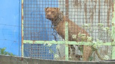 Zisťovali sme, ako skončili psy z farmy v Dolných Orešanoch. Nízka pokuta zaráža