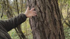 Na Kysuciach sa rozmohol biznis s kôrou. Páchatelia pre ňu ničia zdravé stromy