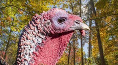 Dnes môžu Američania letieť aj s moriakom v batožine, je Deň vďakyvzdania