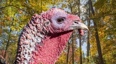 Dnes môžu Američania letieť aj s moriakom v batožine, je Deň vďakyvzdania