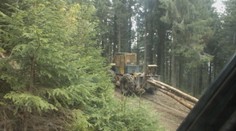 Drevo sa ťaží sa aj pod Kráľovou hoľou. Štátne lesy ani nevedeli, že tam žije chránený vták