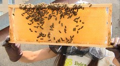 Čo by ste povedali na to, keby sa váš sused rozhodol na balkóne chovať včely?