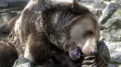 Chvíle, na ktoré len tak nezabudne. Rybár sa ocitol v noci len pár metrov od medveďa