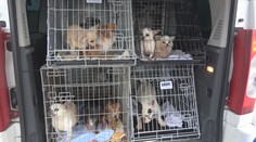 Nelegálne slovenské množiarne riešia aj v zahraničí. Zistenia otriasli pozíciami na regionálnej veterine