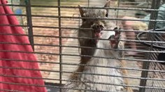 VIDEO: Kuriozita počas drogovej razie: Policajti oslobodili zdrogovanú veveričku