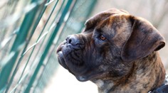 Agresívne psy zaútočili na tínedžerku. Policajti ich zastrelili