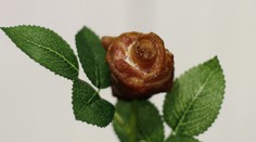 Neuveríte, z čoho je táto ruža! Je to sen mnohých Slovákov