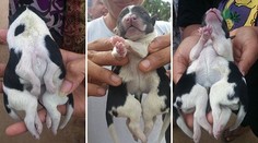 K rozkošnému osemnohému šteniatku bol osud krutý