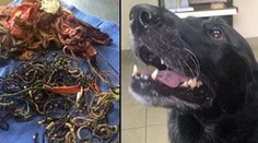 Neuveriteľné, čo všetko našli v žalúdku tohto labradora