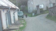 Medveď sa objavil na mieste, kde ho ešte nikdy predtým nevideli